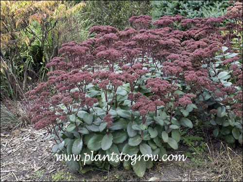 Sedum Maestros (Hylotelephium)